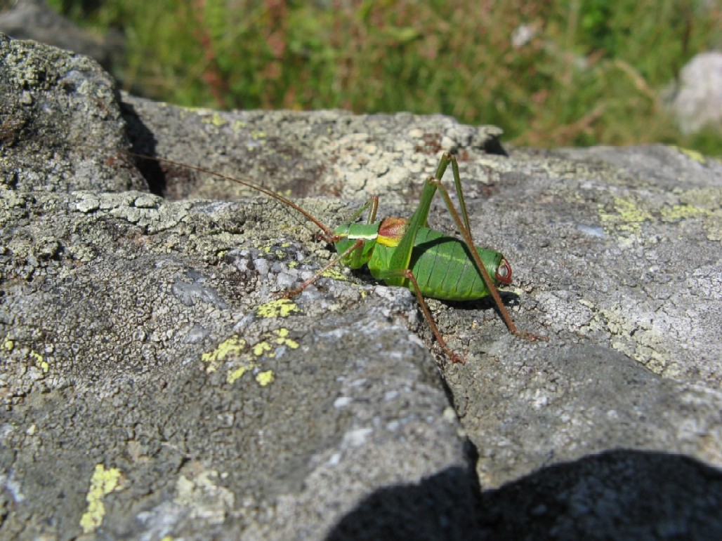 Ortotteri delle Orobie valtellinesi (Sondrio)